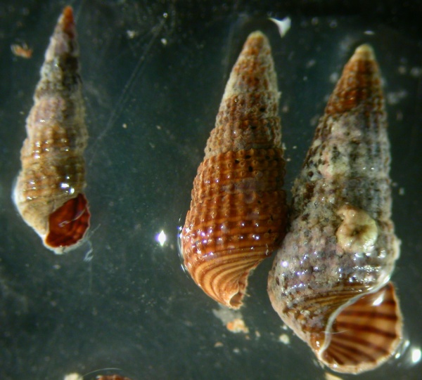 Bittium da determinare